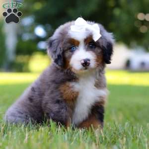 London, Mini Bernedoodle Puppy